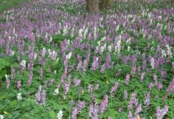 У лісах поблизу Тернополя справжня природня аромотерапія – цвіте ряст (Фото)